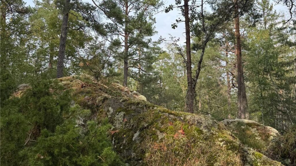Landing at Lakefront - fallen tree in woodland